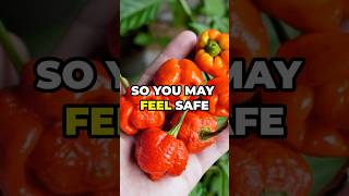 Top 6 Hottest Peppers in the World That Will Melt Your Tastebuds [upl. by Llennoj]