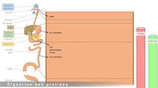 1ST2S  Bilan de la digestion chimique [upl. by Snowman]