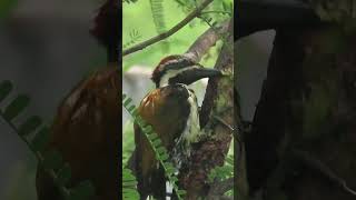 Black rumped flameback woodpecker [upl. by Helsa]