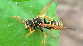 Polistes dominulus wasp [upl. by Ralyks306]