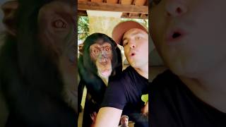 Chimpy likes to get loud chimpanzee shorts subscribe [upl. by Lugo]