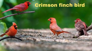 Crimson finch singing crimson bird voice Red bird chirping [upl. by Tyson192]