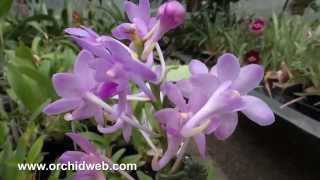 OrchidWeb  Neofinetia falcata x Aerides odorata [upl. by Teerprug]