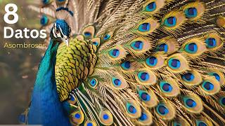 8 Curiosidades de los PAVO REALES 🦚 [upl. by Alica]