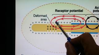 Stimulation of Pacinian corpuscles  Medical Physiology [upl. by Jotham]