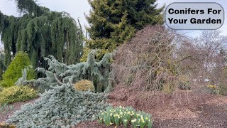 Landscape Worthy Conifers  Early Spring Stroll Through A Beautiful Conifer Garden [upl. by Crutcher327]