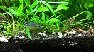 A trio of Apistogramma agassizii quotTefe pearl bluequot [upl. by Humble]