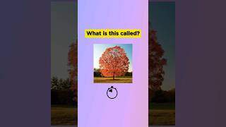 Can you name these trees learn learnenglish vocabulary dailyenglish [upl. by Naejarual292]