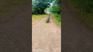 💖💖💖 beautiful peacock on the way peacock birds nature wildlife shortsclip [upl. by Lanie]