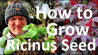 Tropical Gardens UK How to Germinate and Grow Ricinus communis Castor Oil Plant Caster Bean Seed [upl. by Nagram]