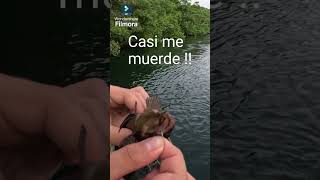 Casi me muerde una Cabrilla fishing catchandrelease tiempodepesca [upl. by Agbogla]