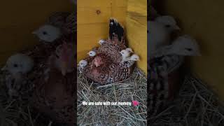 Chicks been protected by mother hen brooding chicken agriculture viralvideo viralshorts shorts [upl. by Alfons]