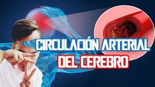 CIRCULACIÓN ARTERIAL DEL CEREBRO  Neuroanatomía Básica [upl. by Karla515]