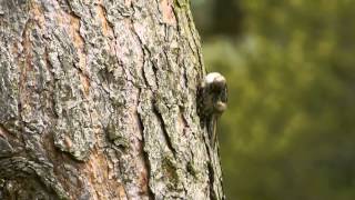 Shorttoed Treecreeper Certhia brachydactyla  Gartenbaumläufer [upl. by Gem]