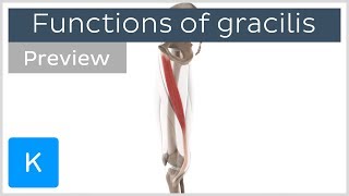 Functions of the gracilis muscle 3D preview  Human Anatomy  Kenhub [upl. by Torbart]