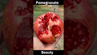 Pomegranate beauty trendingshorts recommendations fruit [upl. by Edla]