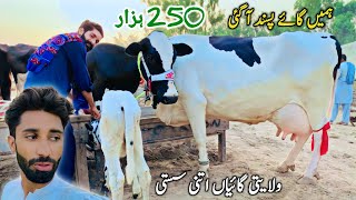 Malumor Jhang Maweshi Mandi Cows Rates Update  Sasti Cow Mandi  Pk Janwar Mandi [upl. by Shute583]