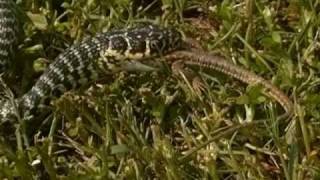 Il Biacco cattura e mangia la sua preda  Western Whip snake captures and eats its prey [upl. by Bourque]