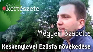 Elaeagnus angustifolia  Keskenylevelű Ezüstfa növekedése  Megyeri Kertészet Cegléd [upl. by Longawa668]