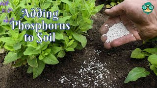 How to Add Phosphorus to Soil How Do You Add Phosphorus to Soil How to Add Phosphorus in Soil [upl. by Py]