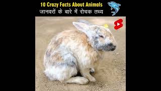 Crazy Facts About Animals 🐸🦘  Amazing Facts  Random Facts  Mind Blowing Facts in Hindi Shorts [upl. by Odelinda335]