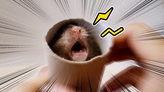 Why Is My Hamster Screaming [upl. by Steffi]