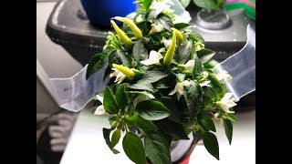 Crossing Peppers With Mini Hydroponic System [upl. by Ymaral818]