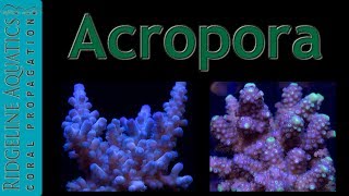 Acropora [upl. by Pasco]