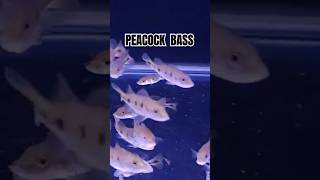 PEACOCK BASS ✨ 7486967529 aquariumfish fish tropicalfish youtubeshorts [upl. by Letreece367]