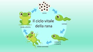 Il ciclo vitale della rana🐸 [upl. by Maxwell509]