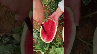 Watermelon cutting 🍉🍉🍉🍉🍉🍉🍉🍉 viralvideo [upl. by Aicilf]