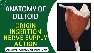 DELTOID MUSCLE  ANATOMY [upl. by Essam]