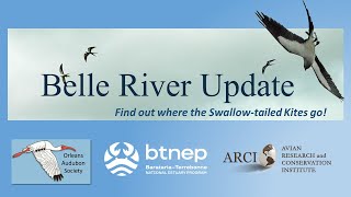 Belle River 2024 Update Find out where the Swallowtailed Kites go [upl. by Llimaj160]