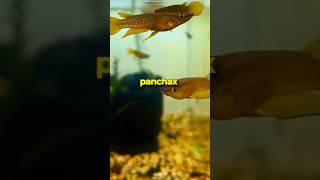 Check out these Gold Panchax Fish 🐠✨ [upl. by Annodahs85]