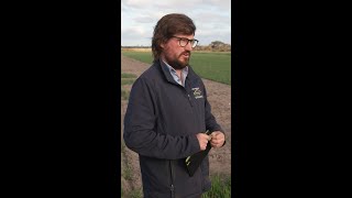 Late sowing of cereals due to waterlogging GRDC short [upl. by Meyers]