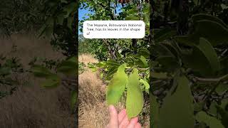 Botswanas National Tree Mopane Trees Have Leaves That Resemble the Ears of Elephants [upl. by Camellia]