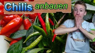 Chilis erfolgreich anbauen unser Chilijahr 2017 [upl. by Sidney]