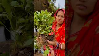 ସେବତୀ ଚାରା ର UPDATE chrysanthemum cuttings odia tips viral short [upl. by Pirzada]