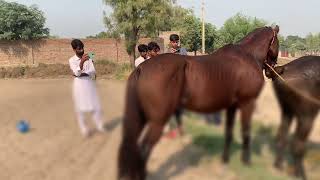 Horse meets other horse in village [upl. by Richelle]