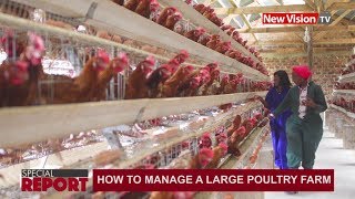 How to manage a large poultry farm [upl. by Aiuqal670]