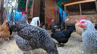 Back Yard Chickens Continuous Footage Rooster Crowing Hens Clucking [upl. by Schulze]