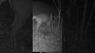 8 point whitetail buck scraping a tree whitetaildeer wildlife deersighting whitetails hunting [upl. by Nnelg]