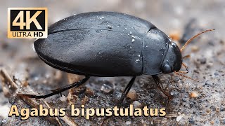 Agabus bipustulatus [upl. by Sirrap]