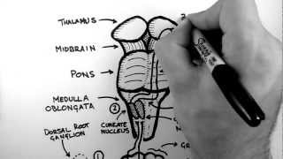 Spinal Pathways 2  Dorsal Column  Medial Lemniscus Pathway [upl. by Harrod428]