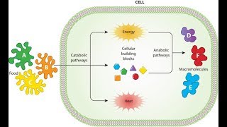 Metabolism Anabolism and Catabolism [upl. by Burnard]