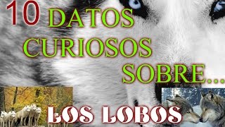 10 DATOS CURIOSOS sobre los LOBOS [upl. by Yeltsew]