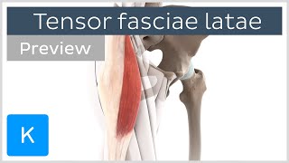 Functions of the tensor fasciae latae preview  Human Anatomy  Kenhub [upl. by Willner]