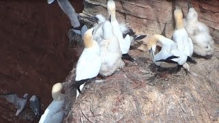 Different seabirds nesting on a steep cliff  even very small rock ledges are used for a nest [upl. by Cuthbertson]