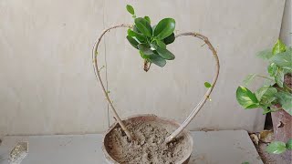 panda ficus heart shap [upl. by Arvin]