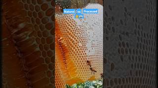 Wild Honey vs Beekeepers Honey 🍯  Natural Collection Methods 🐝 shorts trending satisfying [upl. by Randolf]